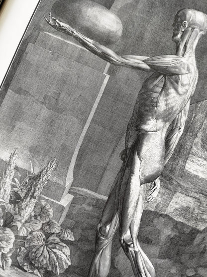Vintage Anatomical Print