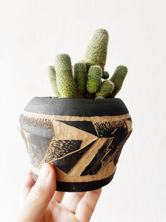 Cleistocactus in Vintage Pottery