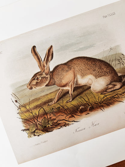 Antique Natural History Lithograph