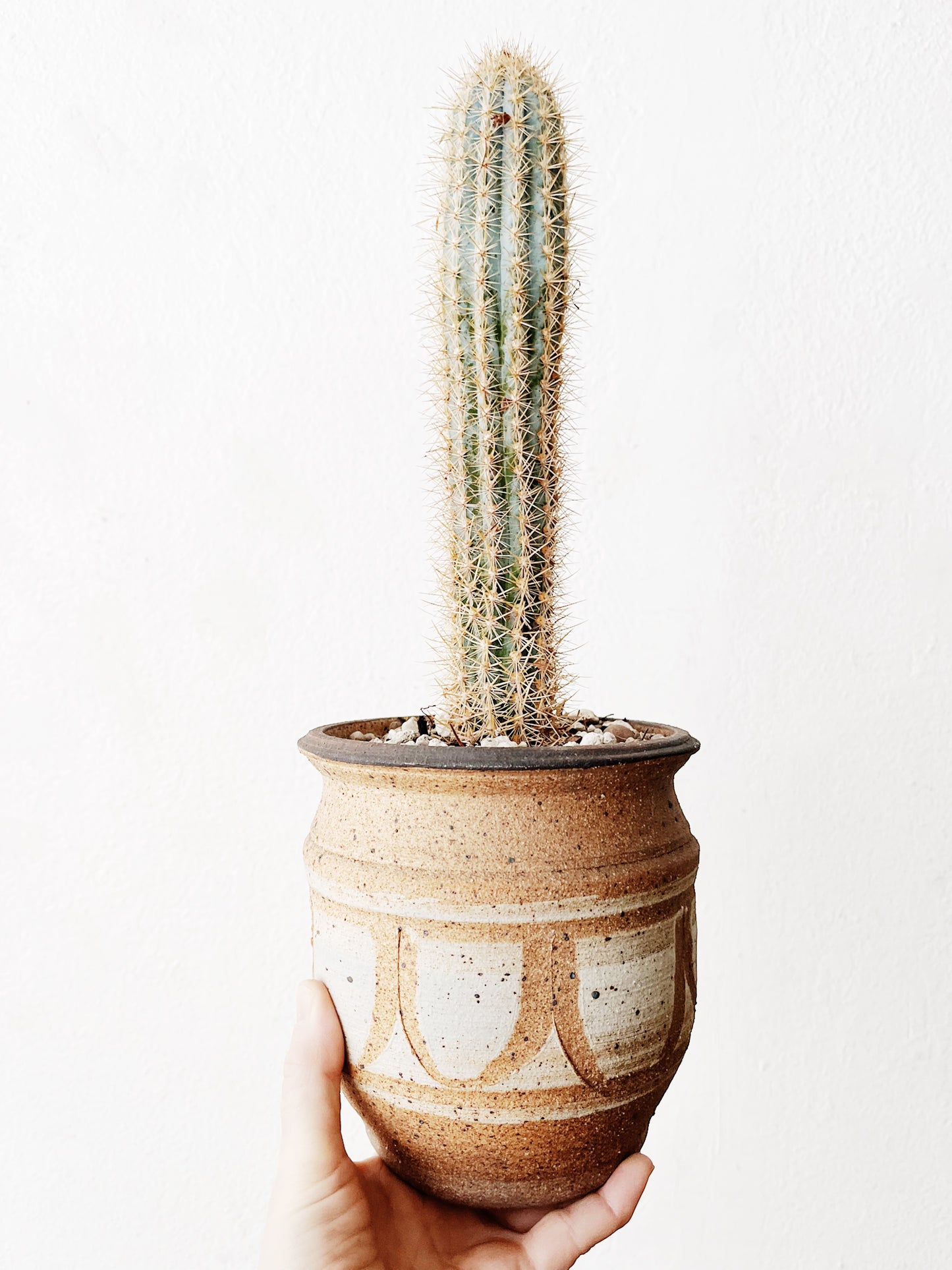 Cleistocactus strausii in Handamde Ceramic