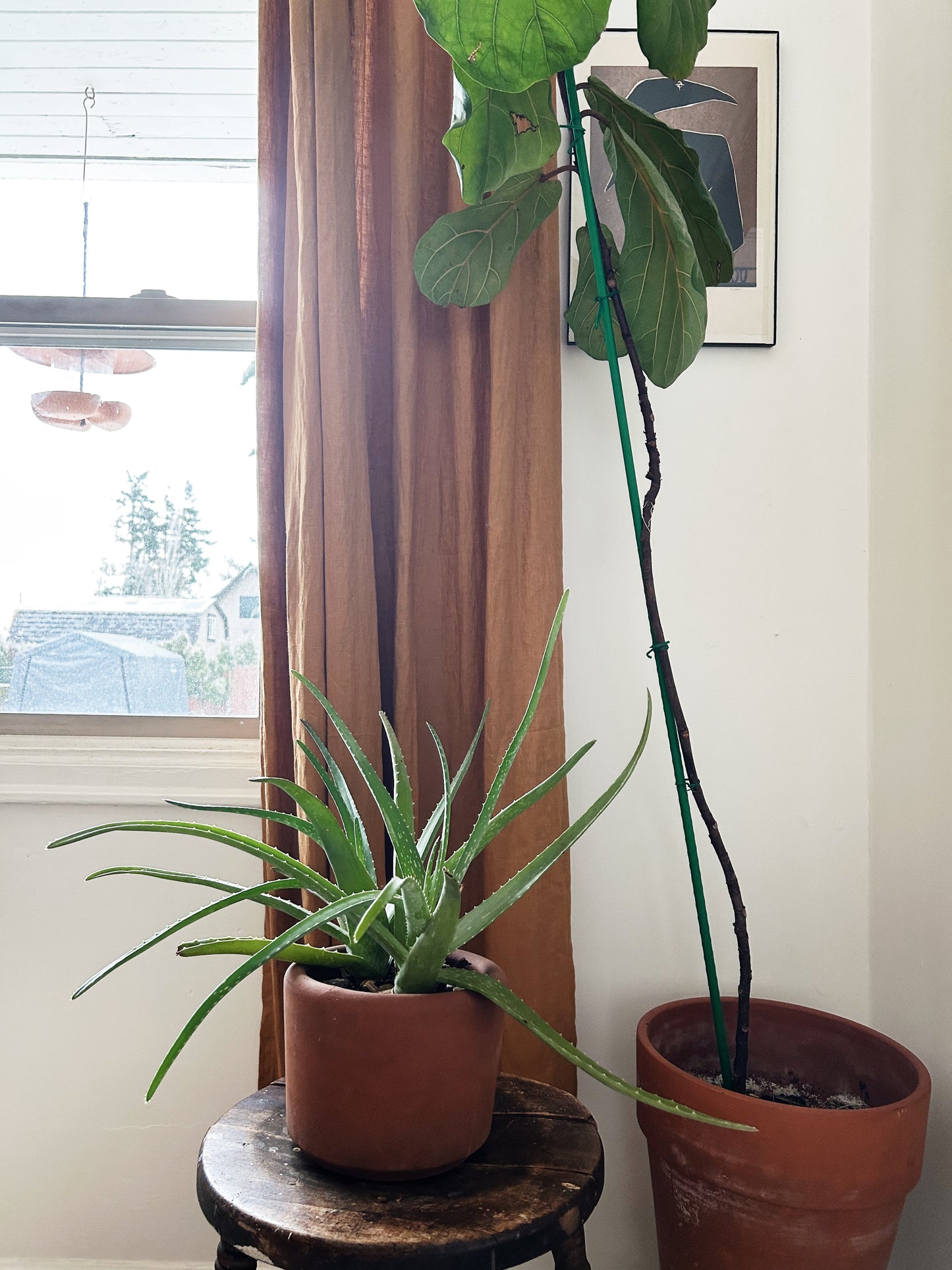 Mature Potted Aloe Plant