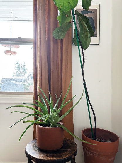 Mature Potted Aloe Plant