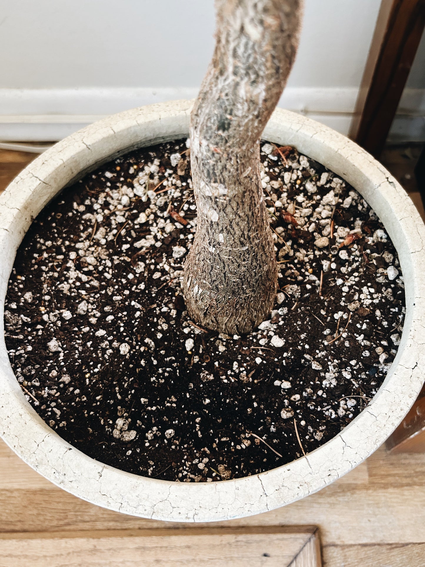 Rare Single Trunk Pachira Floor Plant