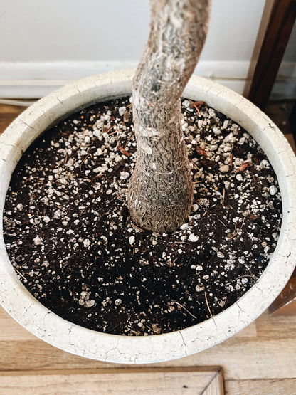 Rare Single Trunk Pachira Floor Plant