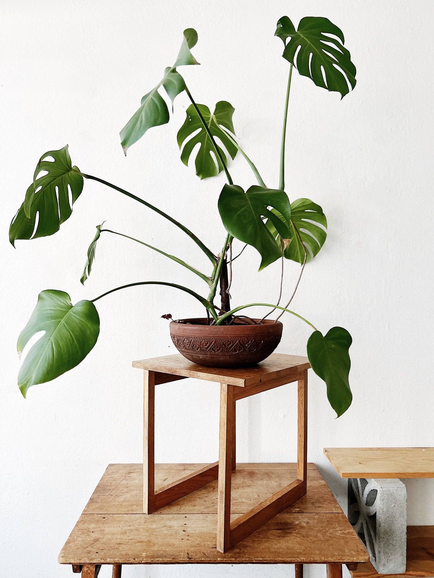 XL Potted Monstera in Terra