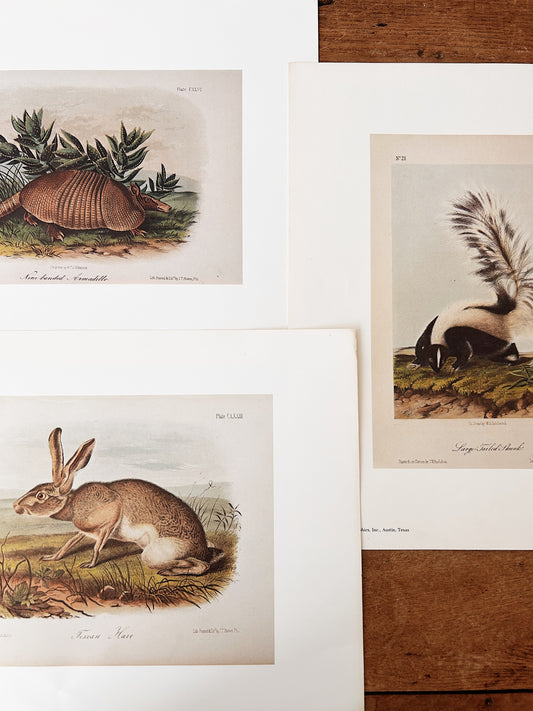 Antique Natural History Lithograph