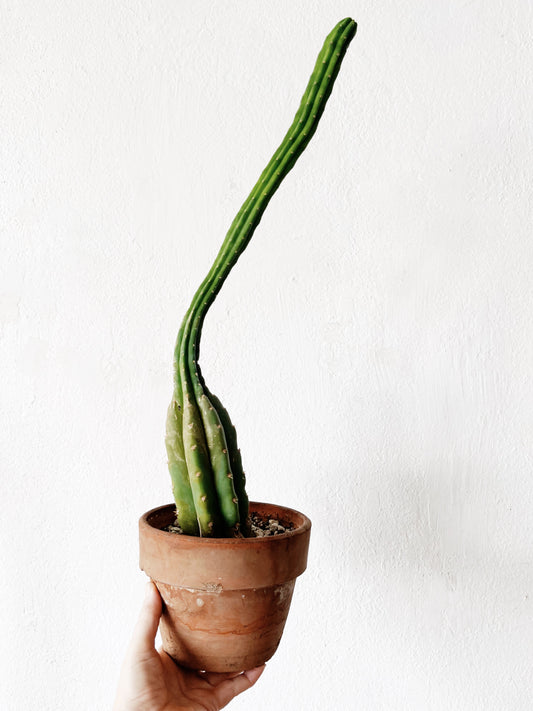 Wonky Potted Cactus