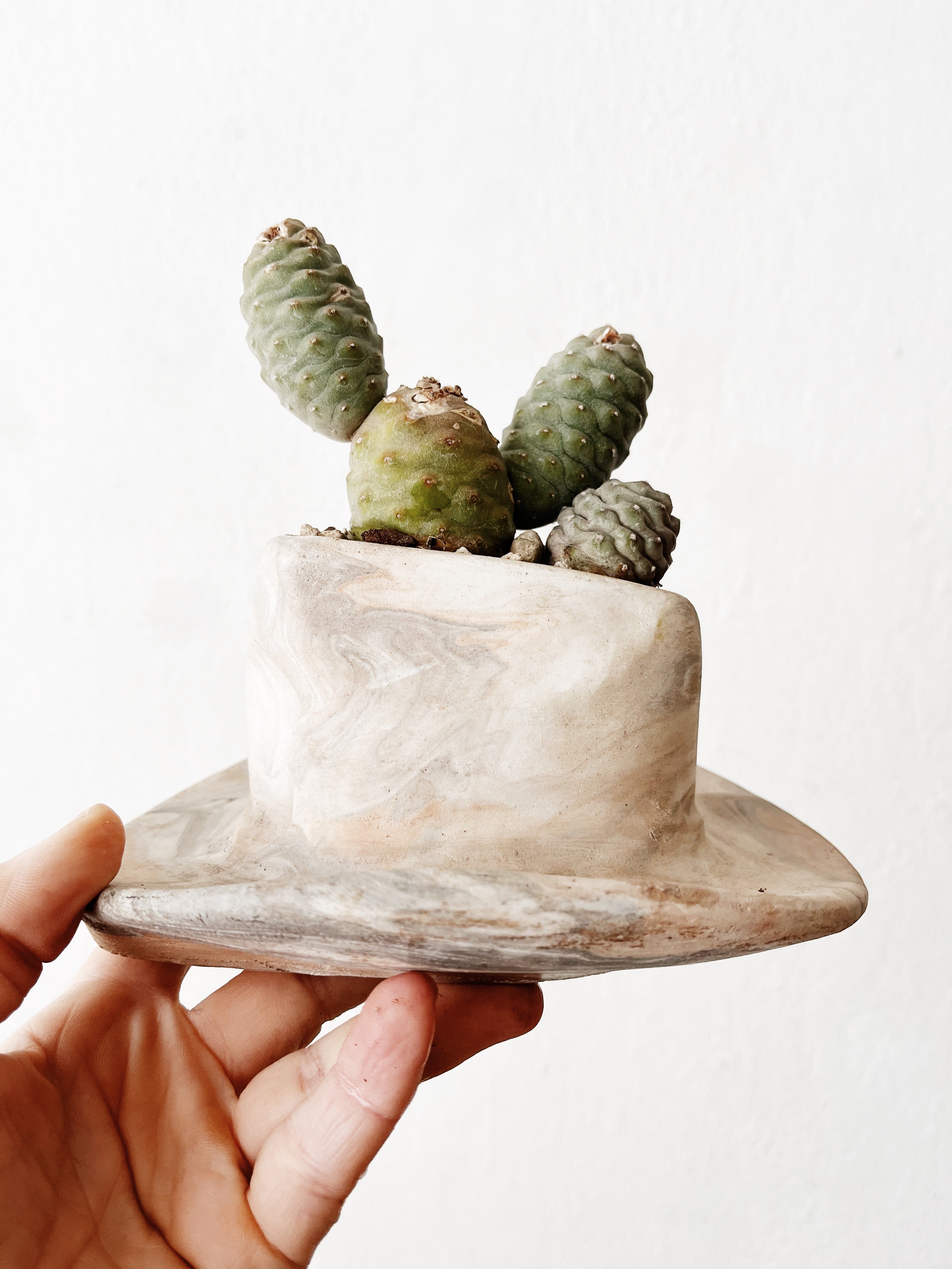 Rare Tephrocactus articulatus in Handamde Marbled Clay