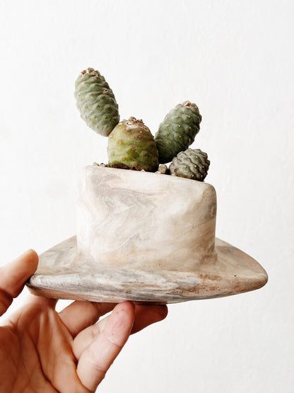 Rare Tephrocactus articulatus in Handamde Marbled Clay