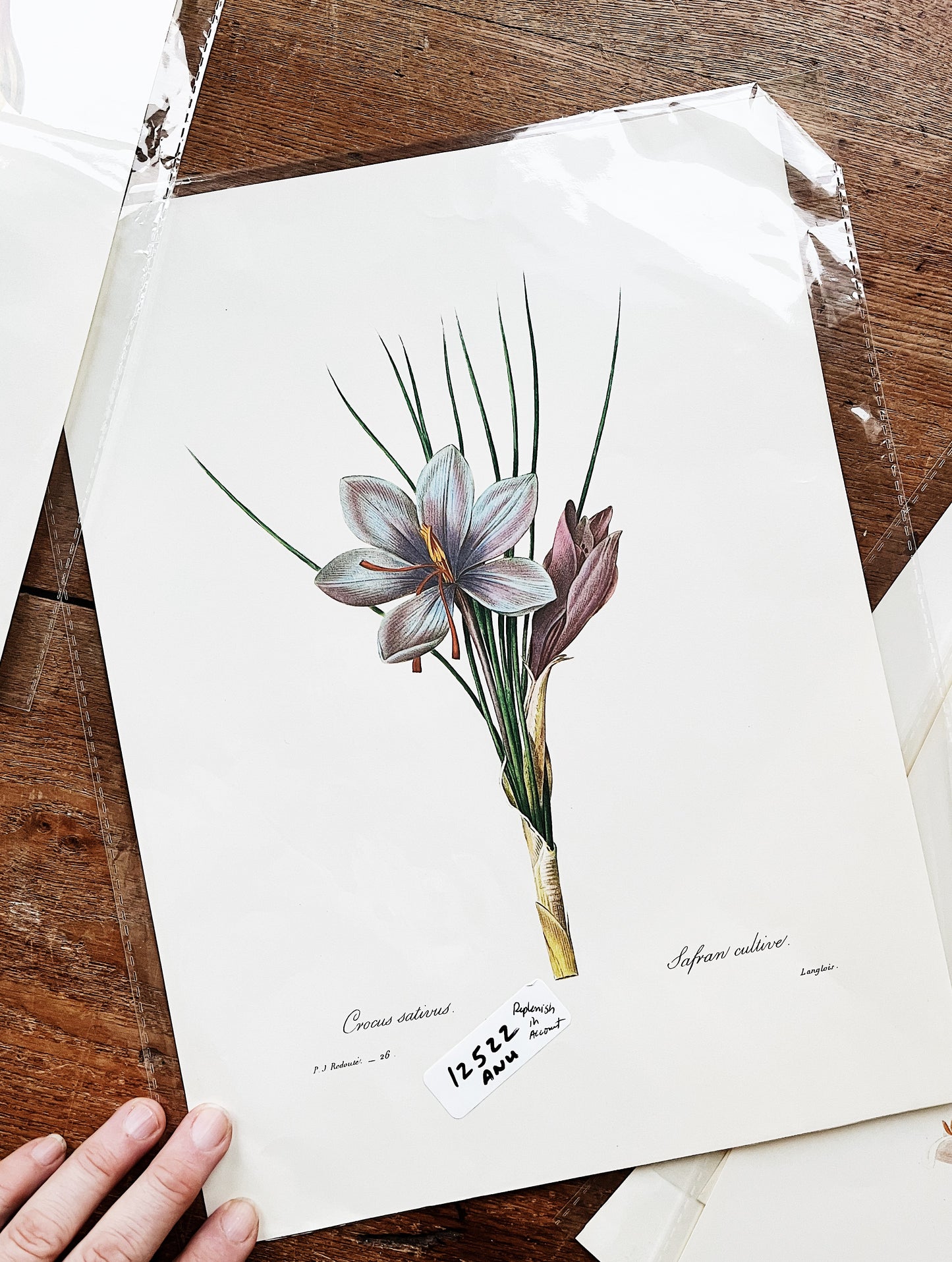 Antique Botanical Plate