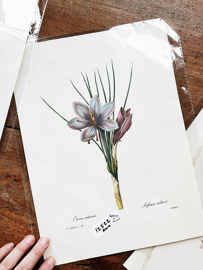 Antique Botanical Plate