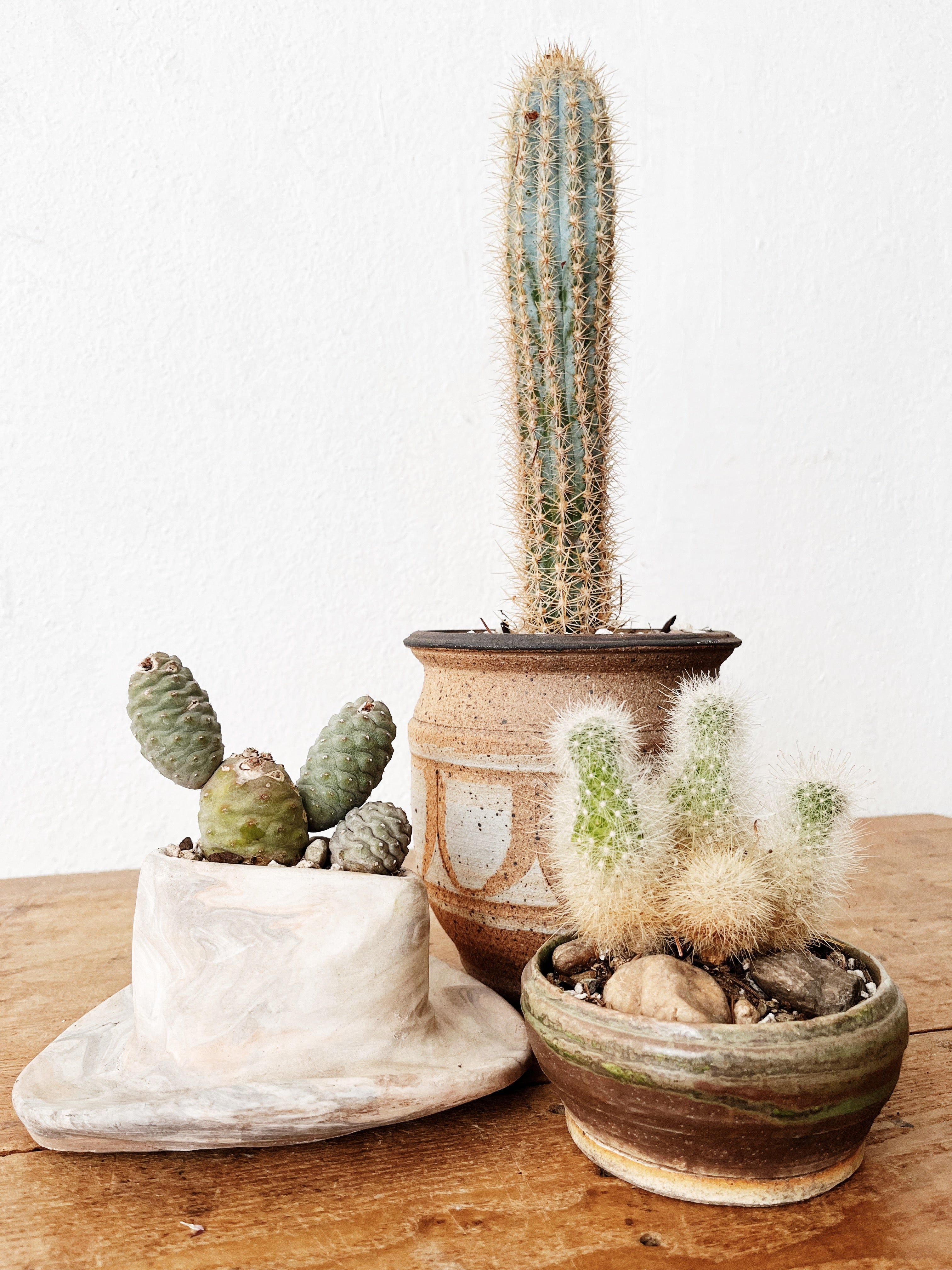 Cleistocactus strausii in Handmade Ceramic - Thumbnail 3