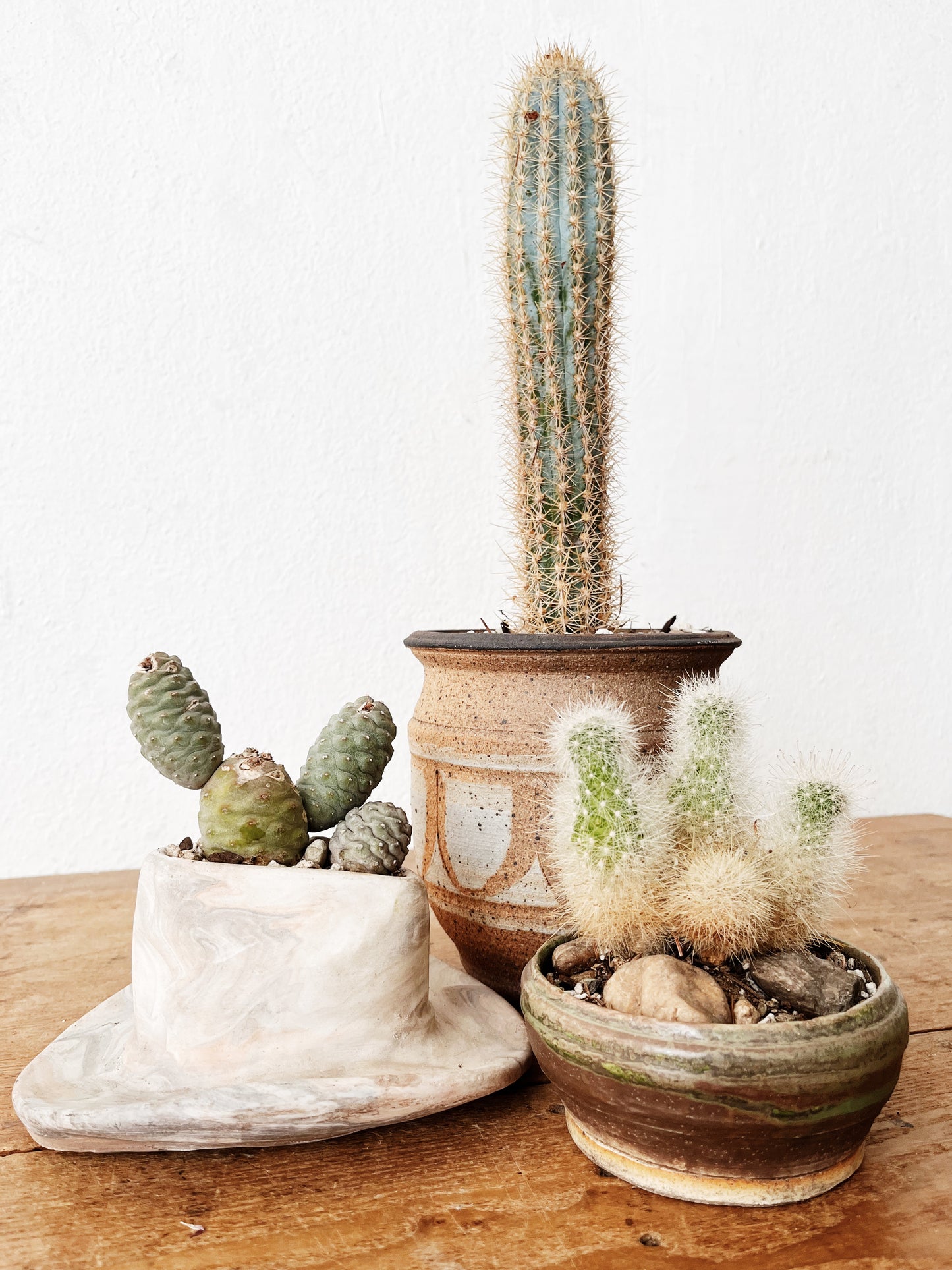 Cleistocactus strausii in Handamde Ceramic