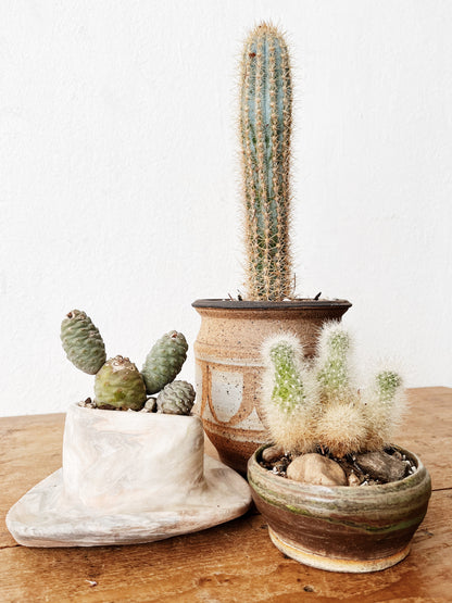 Cleistocactus strausii in Handamde Ceramic