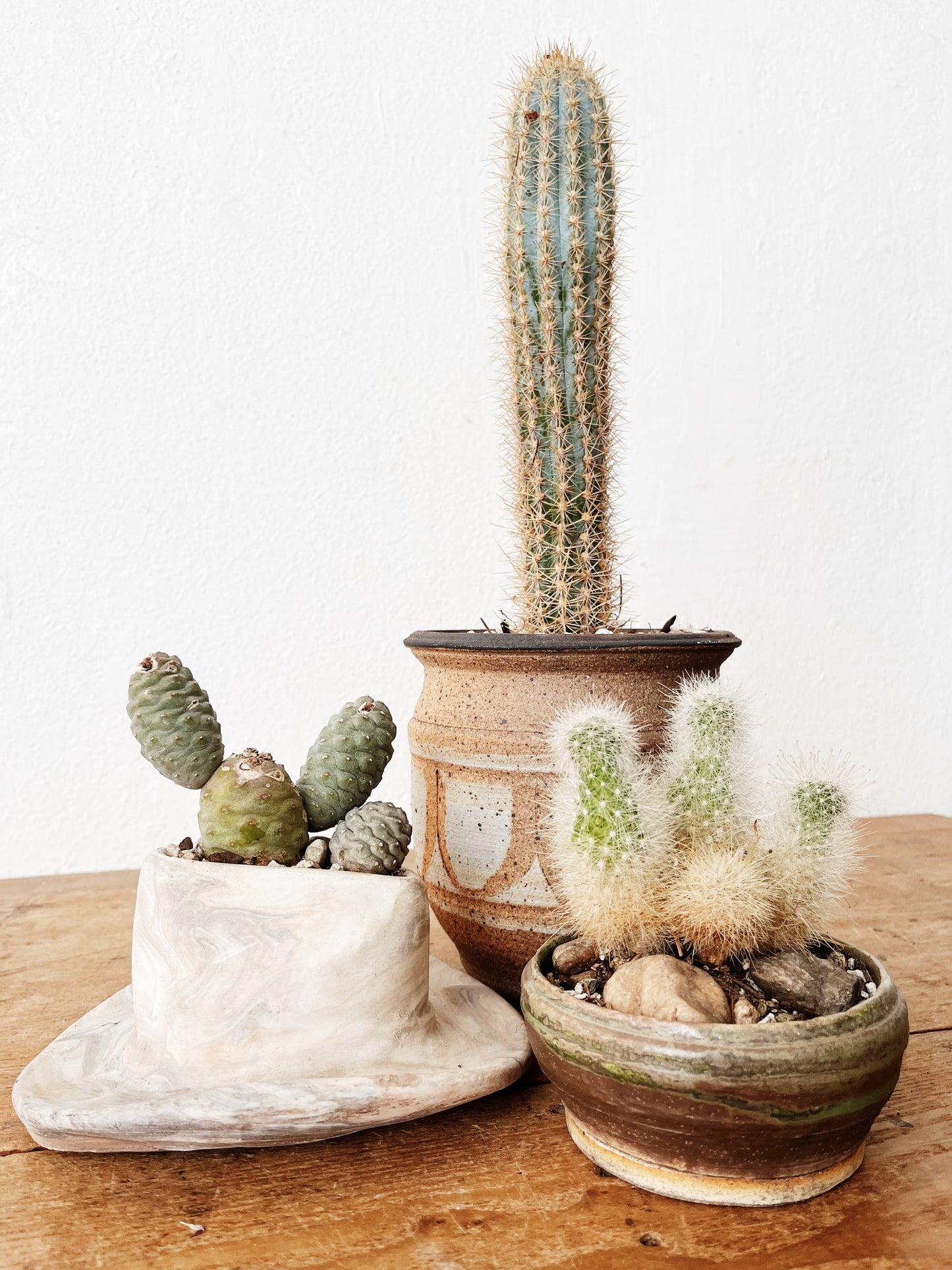 Rare Tephrocactus articulatus in Handamde Marbled Clay