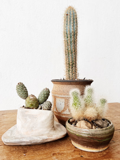 Rare Tephrocactus articulatus in Handamde Marbled Clay