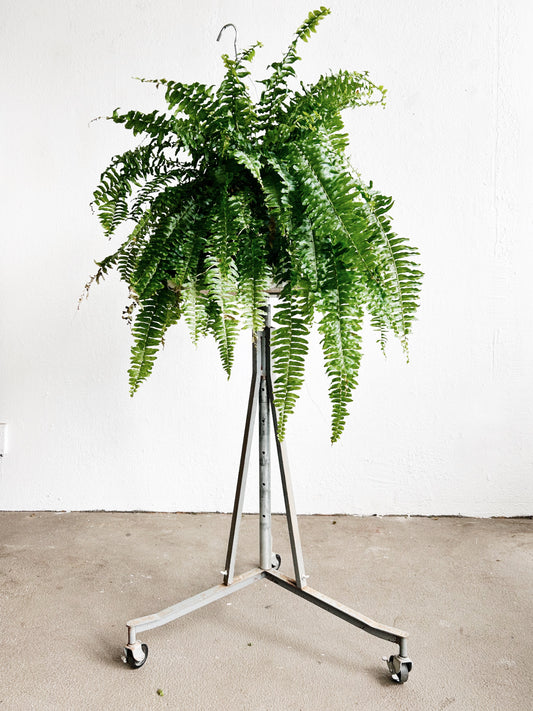 Industrial Plant/Sculpture Stand