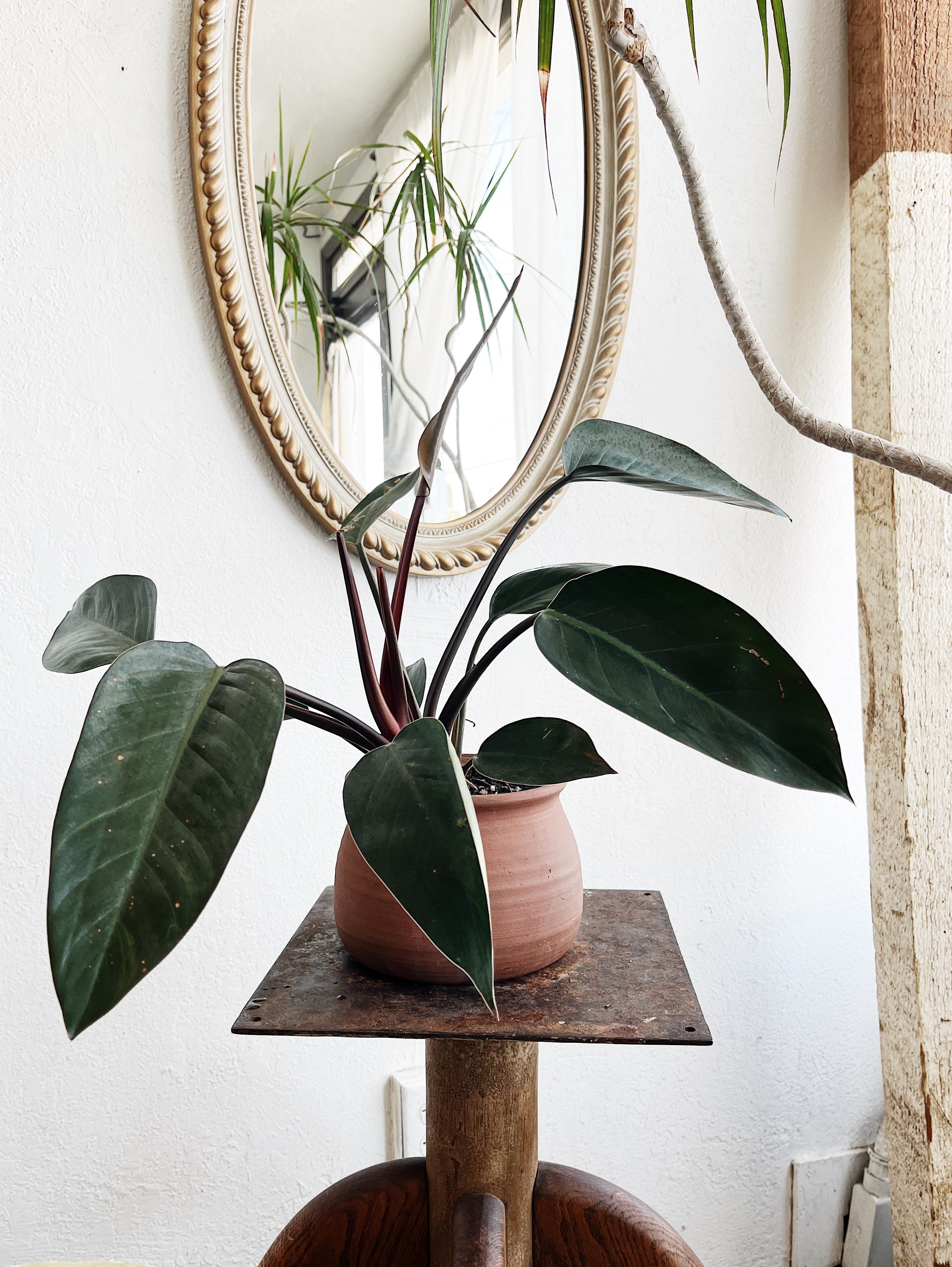 Philodendron Potted in Terracotta