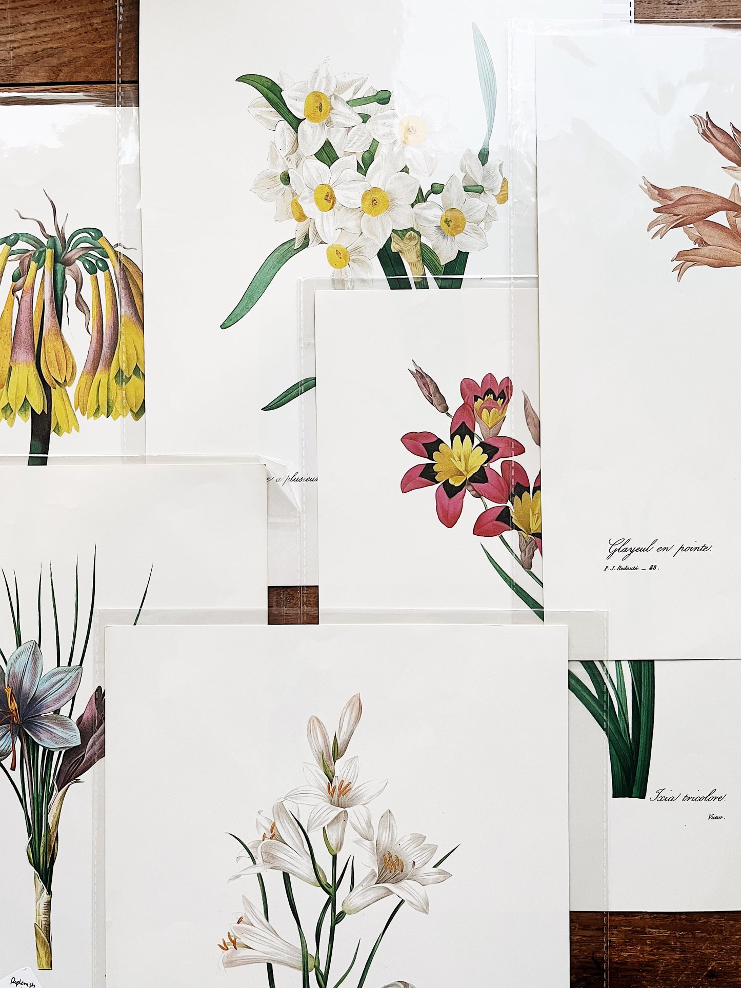 Antique Botanical Plate