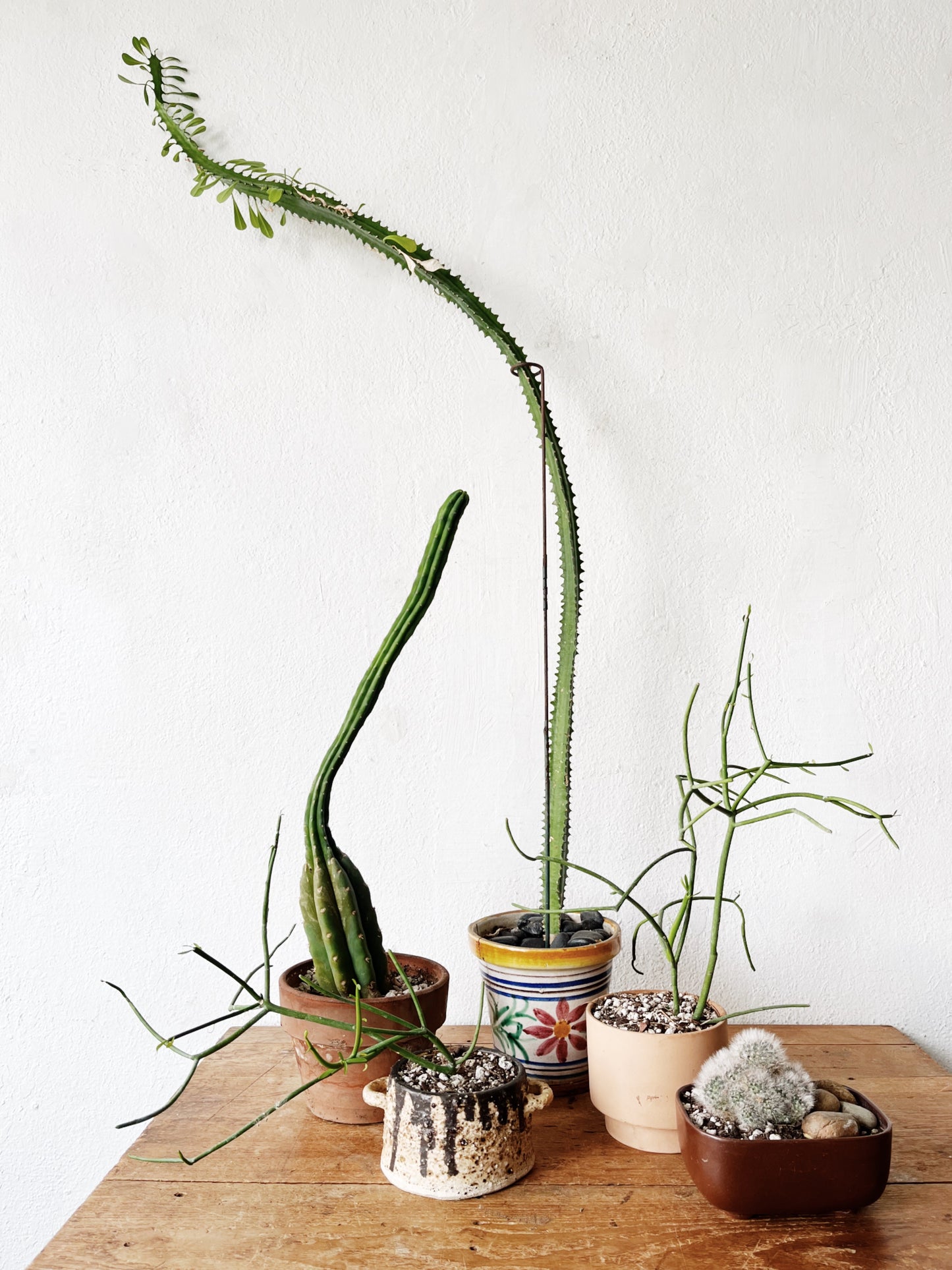 Euphorbia Tirucalli in Ceramic