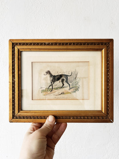 Antique French Great Dane Etching