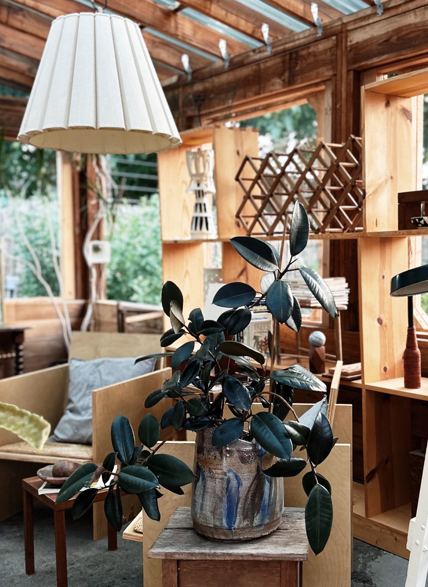 Ficus Elastica Potted in Vintage Ceramic
