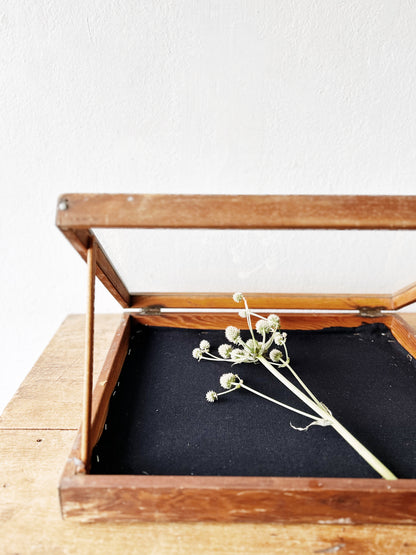 Vintage Display Case