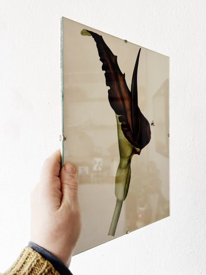Mid Century Botanical Print