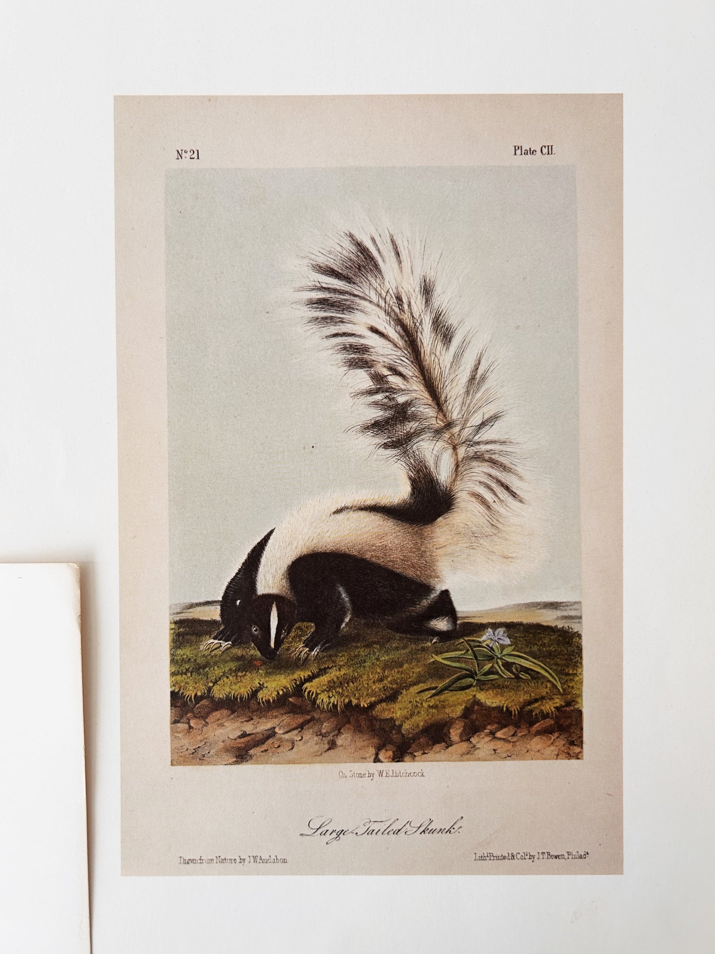 Antique Natural History Lithograph