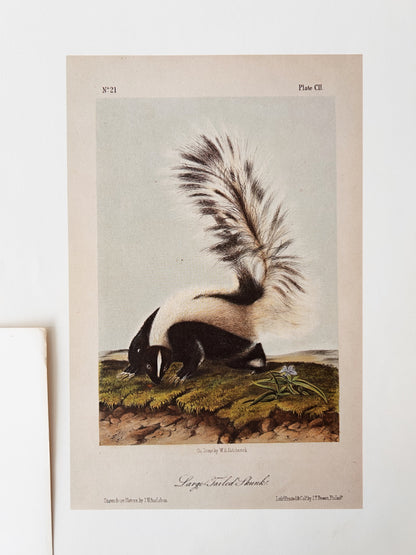 Antique Natural History Lithograph