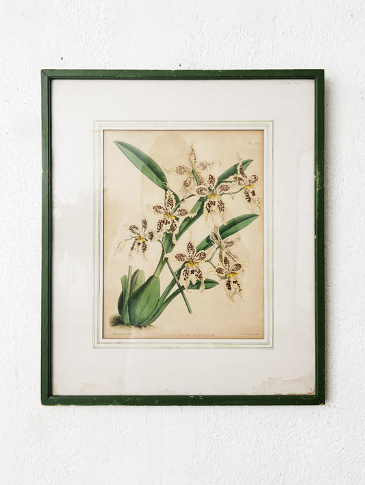 Antique 1800s Botanical Plate