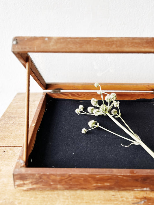 Vintage Display Case