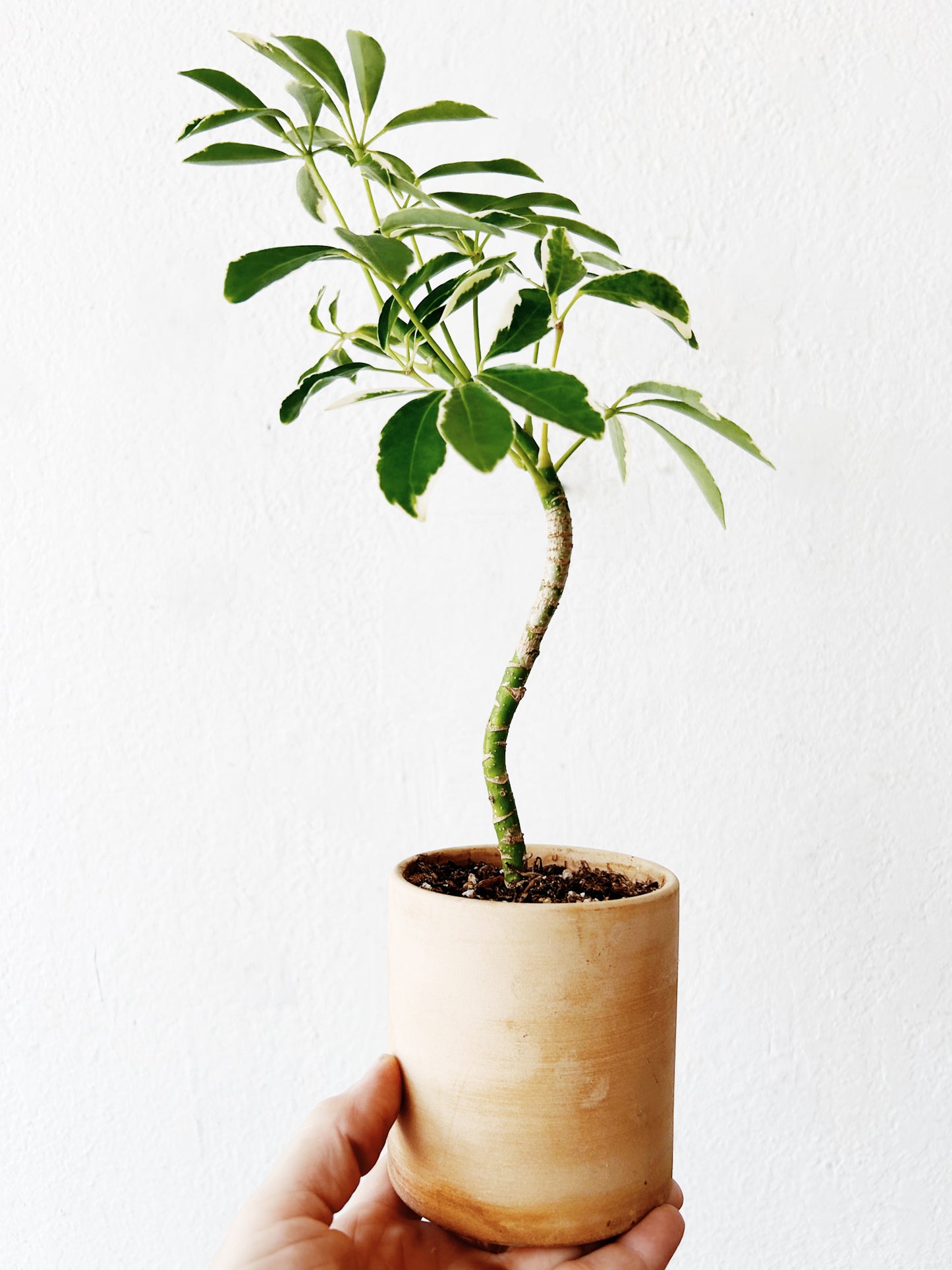 Variegated Schefflera in Pale Clay