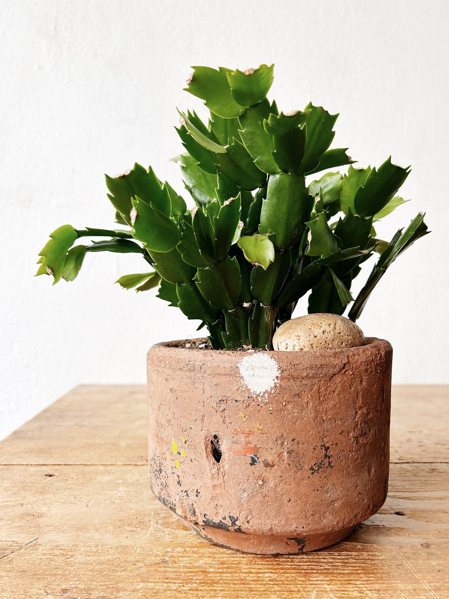 Potted Flowering Cactus