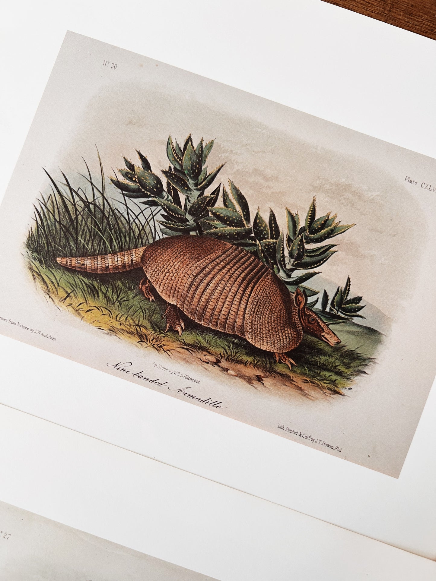 Antique Natural History Lithograph