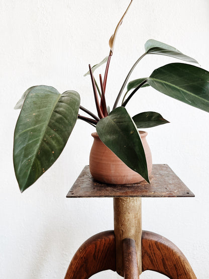 Philodendron Potted in Terracotta