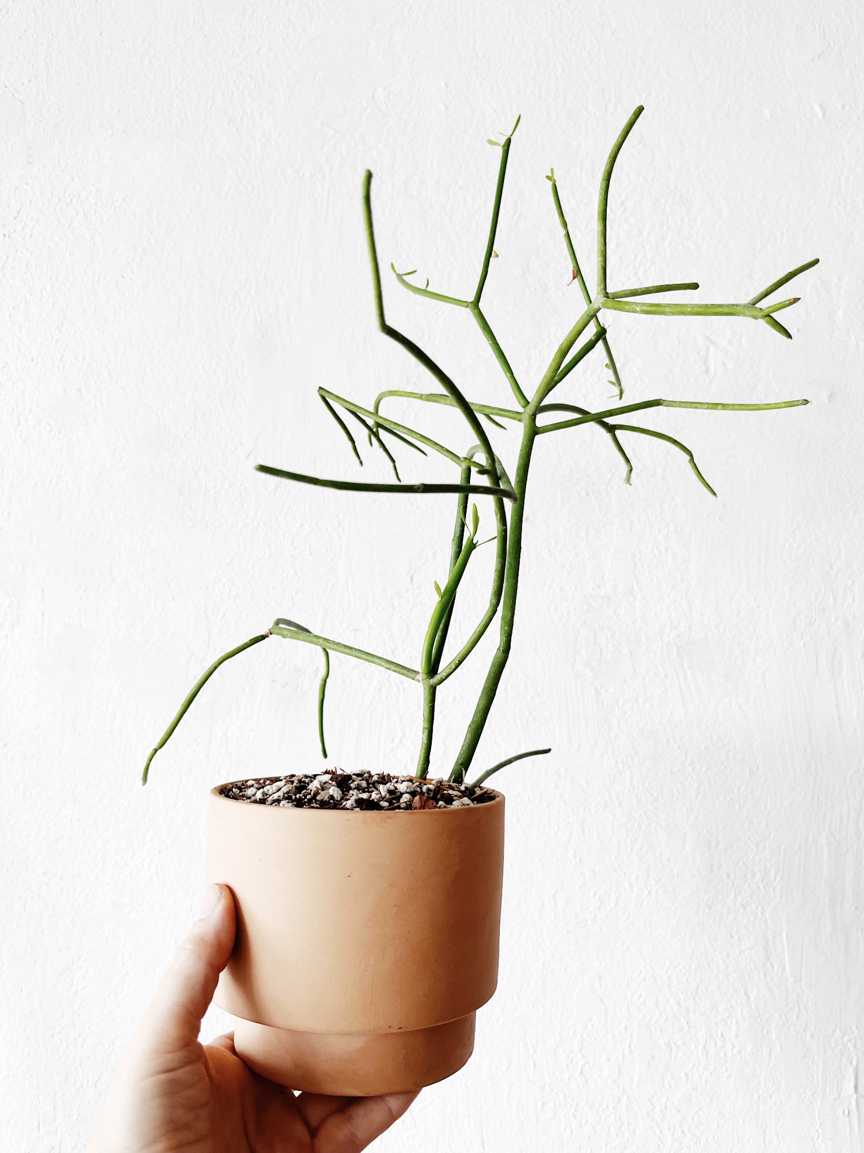 Maven Collective Euphorbia Tirucalli