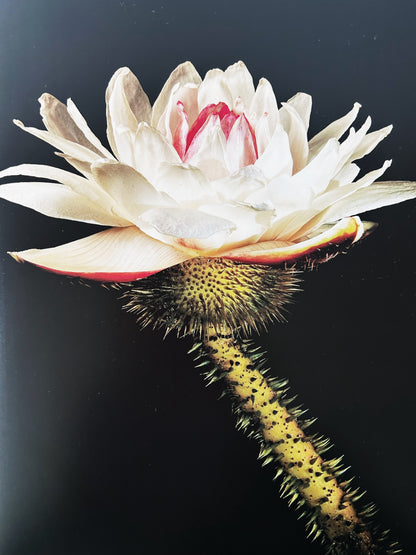 Botanica Magnifica Large Format Hard Cover Art Book