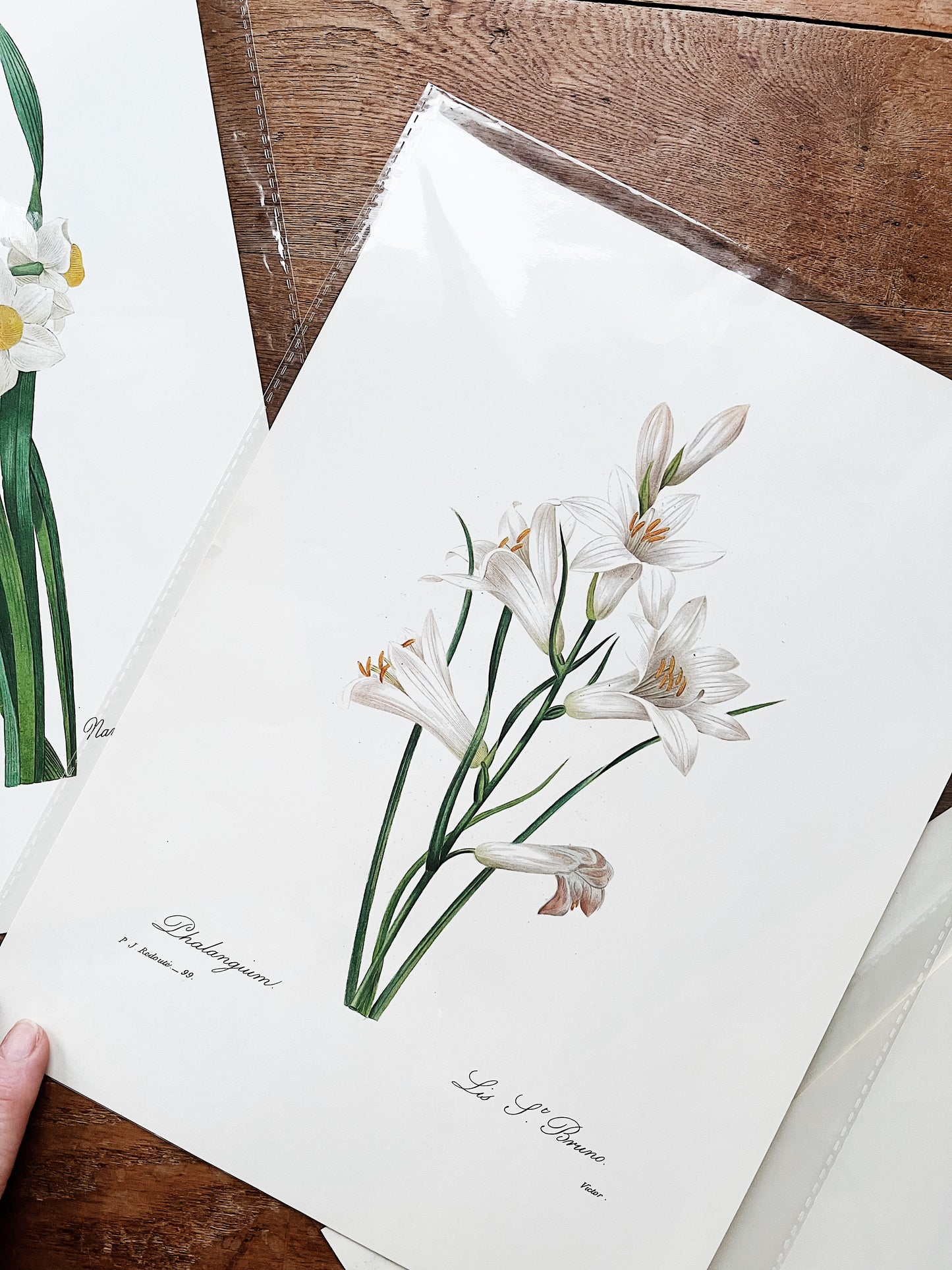 Antique Botanical Plate