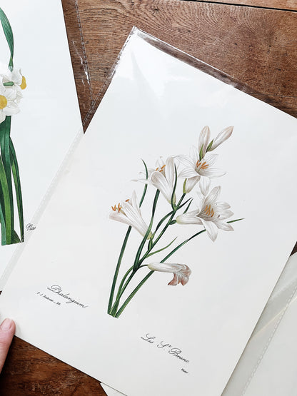 Antique Botanical Plate