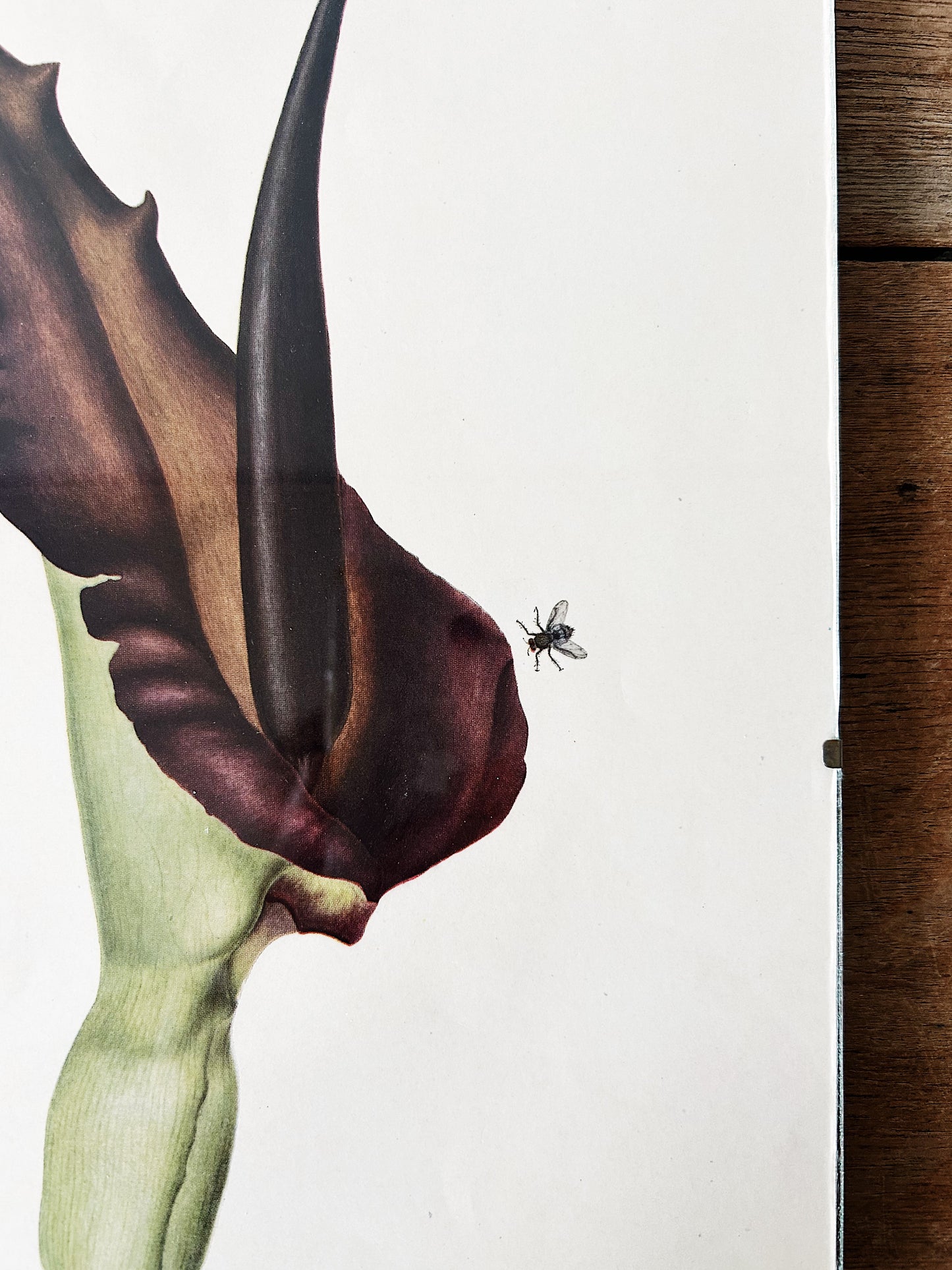 Mid Century Botanical Print