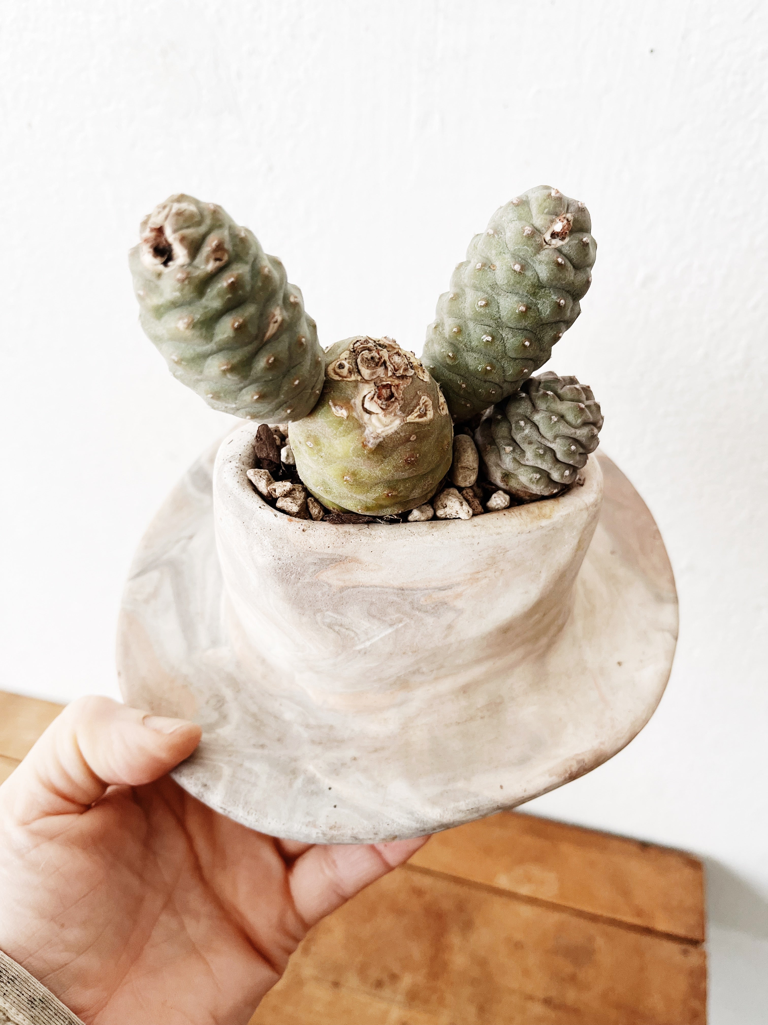 Rare Tephrocactus articulatus in Handamde Marbled Clay - Thumbnail 2