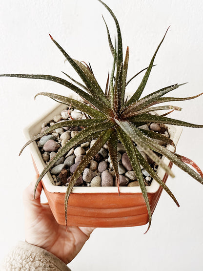 Aloe Bellatula in Vintage Ceramic