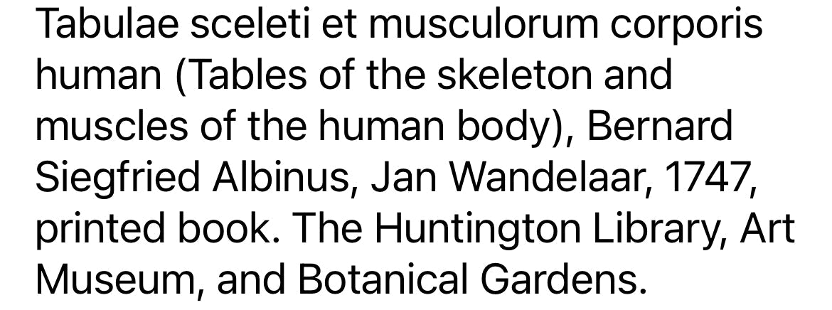 Vintage Anatomical Print