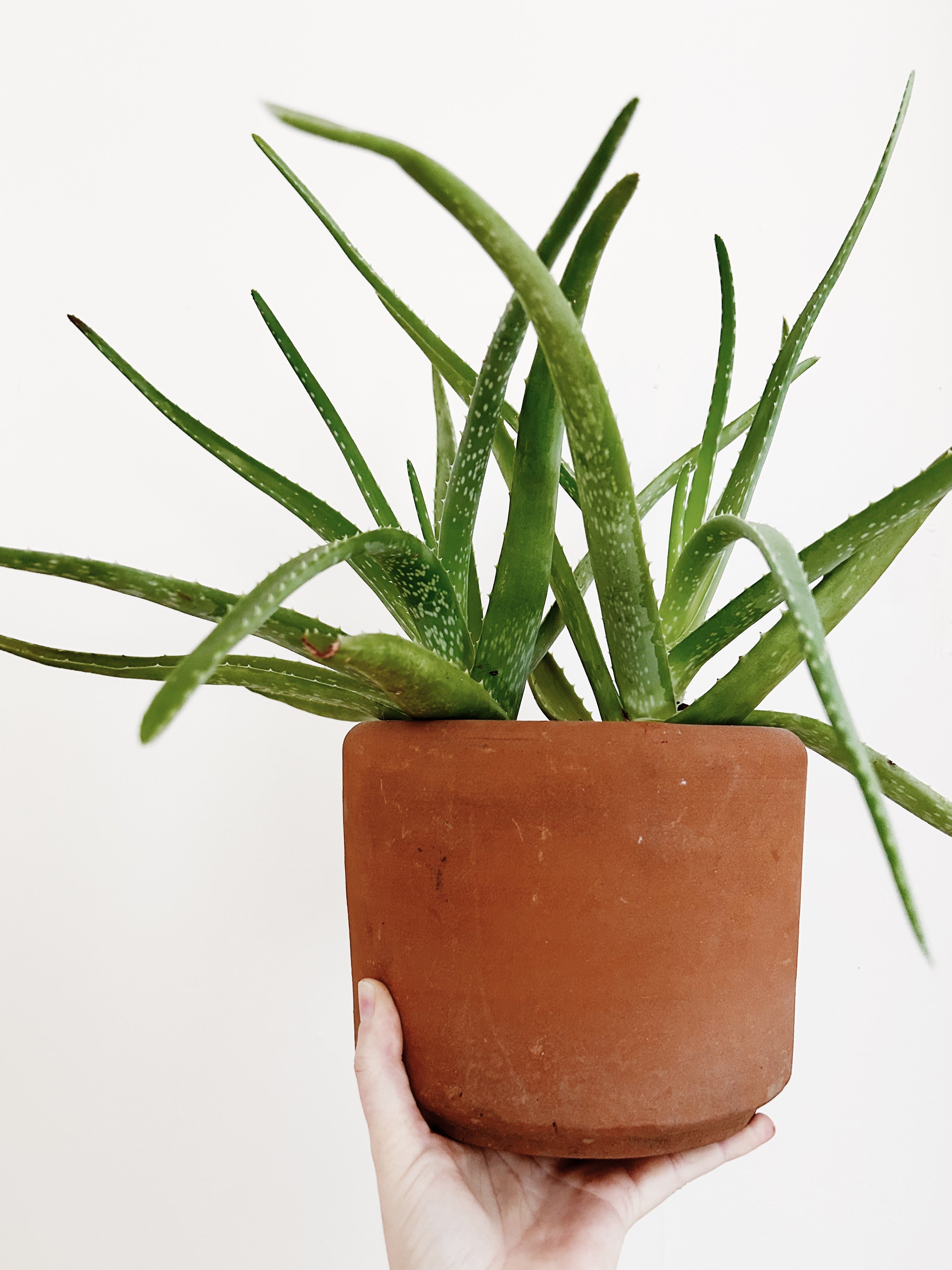 Mature Potted Aloe Plant