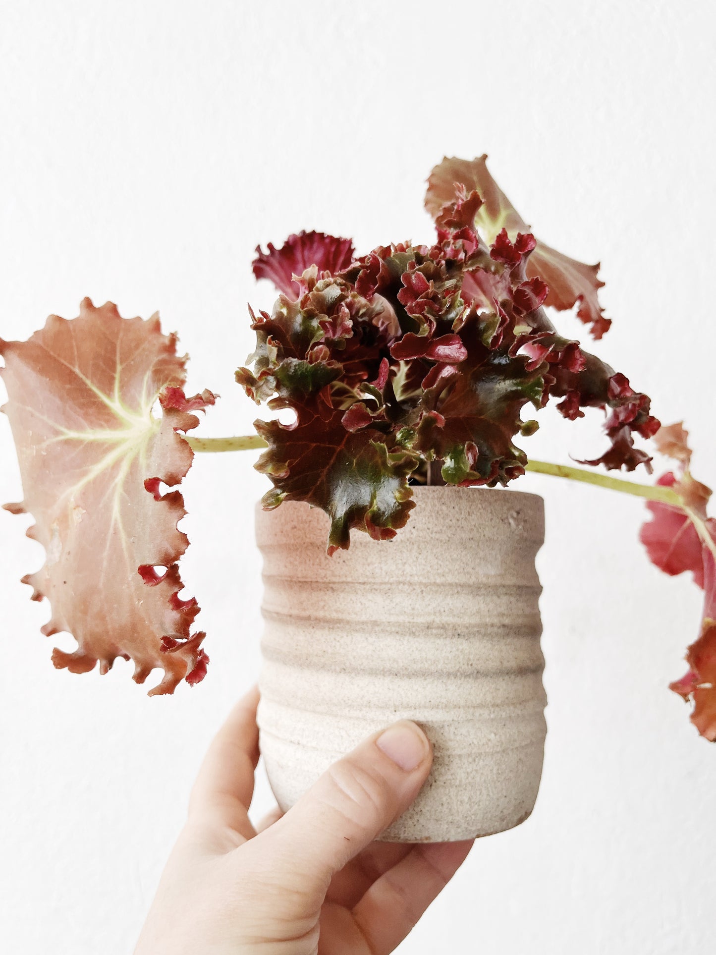 Begonia Potted in Handmade Ceramic