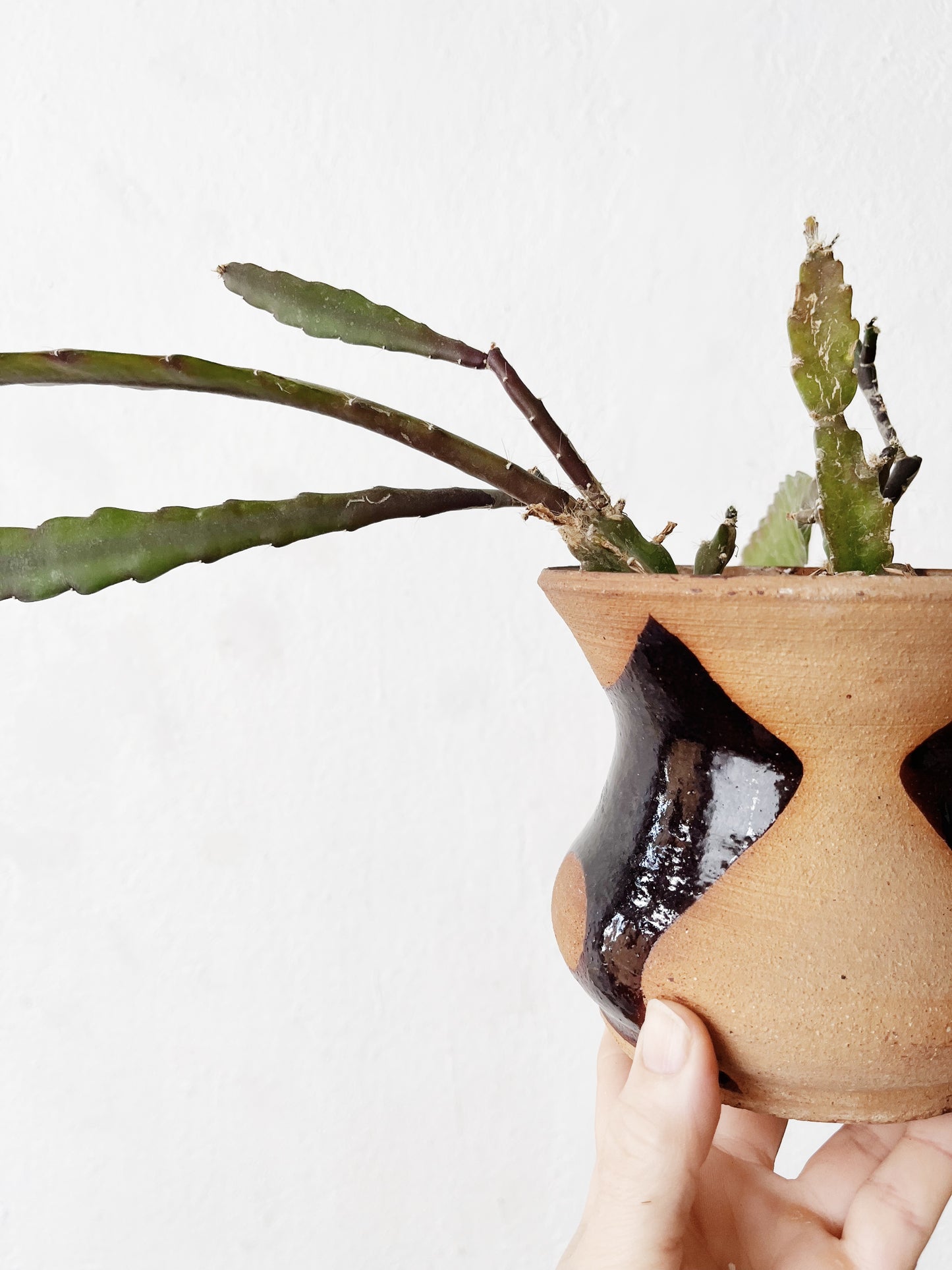 Rare Epiphylum Cactus Potted in Handmade Ceramic