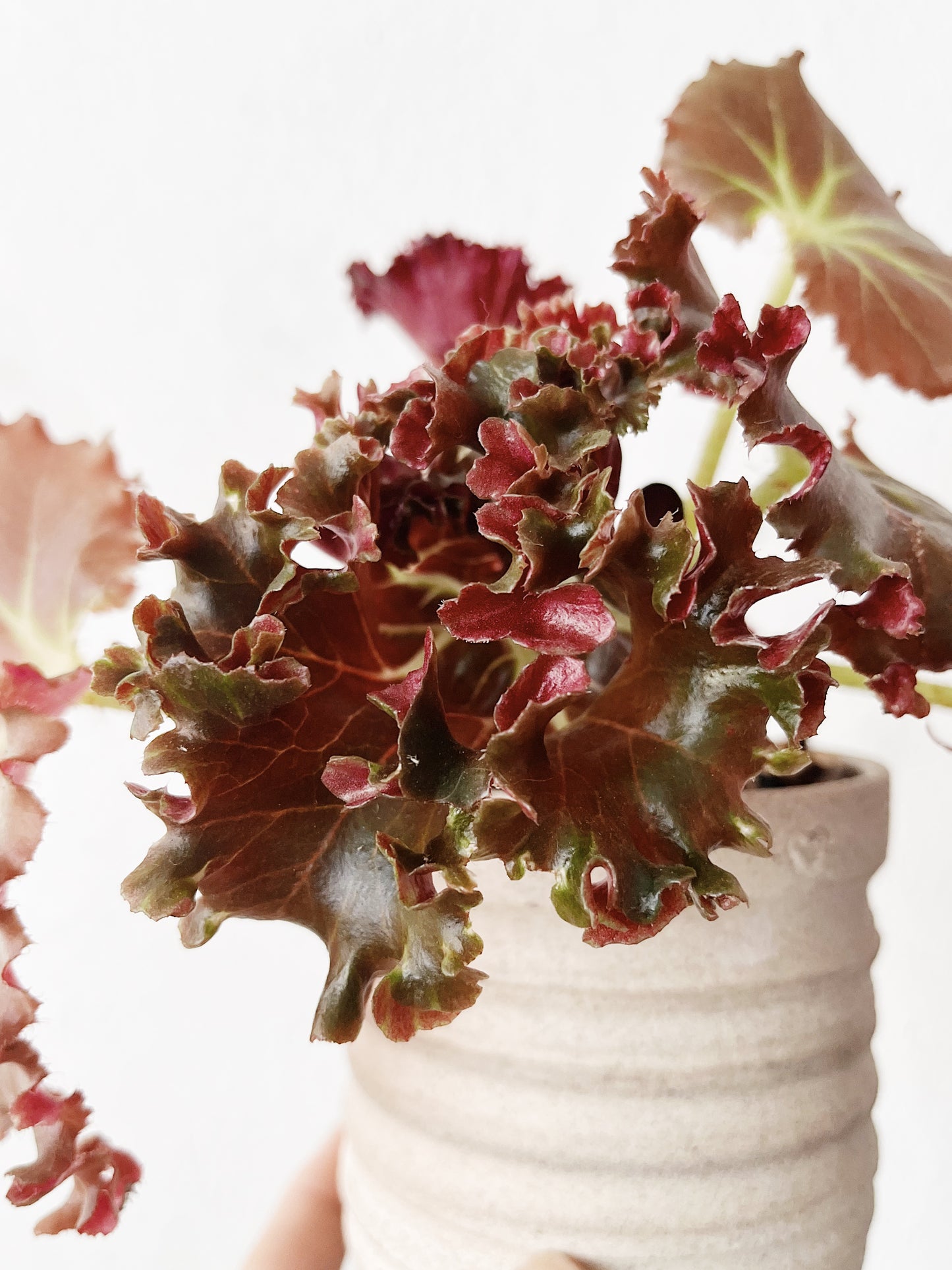 Begonia Potted in Handmade Ceramic