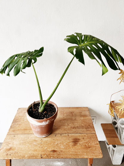 Potted Monstera in Terra