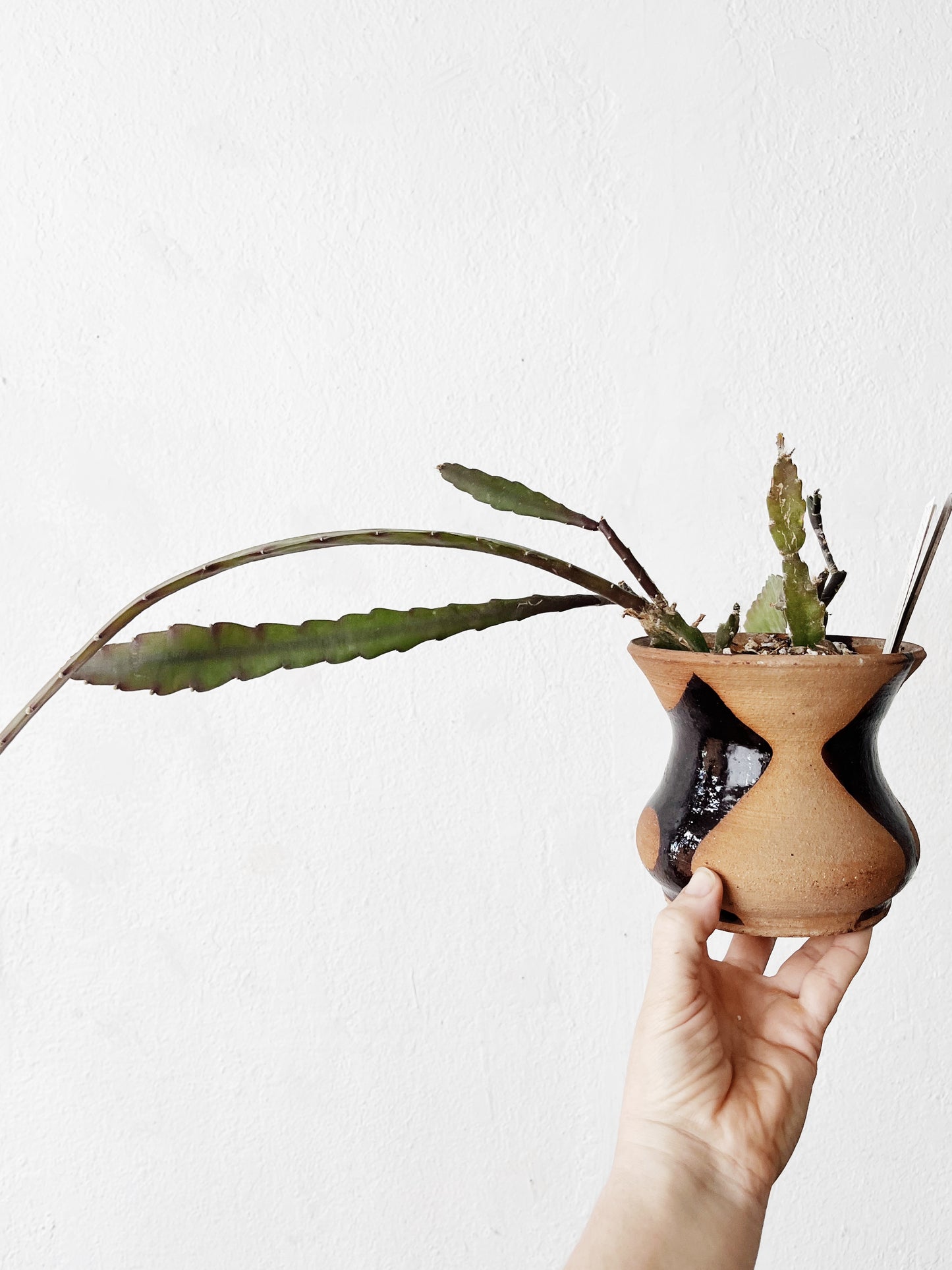 Rare Epiphylum Cactus Potted in Handmade Ceramic